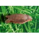 Kokos-Fisch, ca. 6 x 3 cm