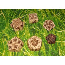 Scheiben und Endstücke von der Mahagoni-Blüte