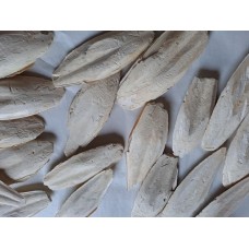 Sepiaschale - 6 - 8 Inch